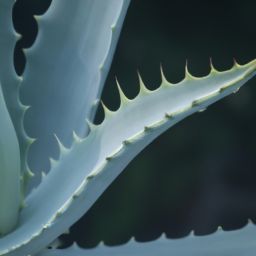 蘆薈的<strong>美容</strong>護(hù)膚方法和效果解析，告別肌膚問題！
