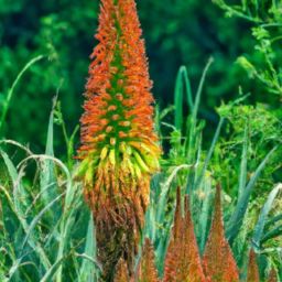 花溪蘆薈<strong>美容</strong>護(hù)膚：拯救你的肌膚問題！