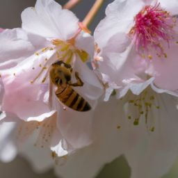 蜂蜜<strong>美容</strong>護(hù)膚小知識(shí)：揭秘蜂蜜的神奇功效與正確使用方法