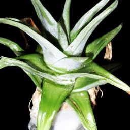 蘆薈怎么美容護(hù)膚能變白