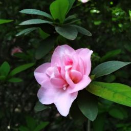 樊文花<strong>美容</strong>護膚產(chǎn)品的價格究竟貴不貴？探尋市場定位與性價比